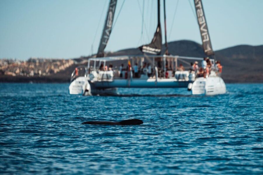Tenerife: Catamaran Cruise with Brunch and Unlimited Drinks - Practical details that matter