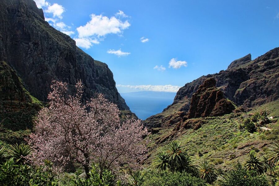 Tenerife: Complete Island Tour with Masca - How the $65 price measures up