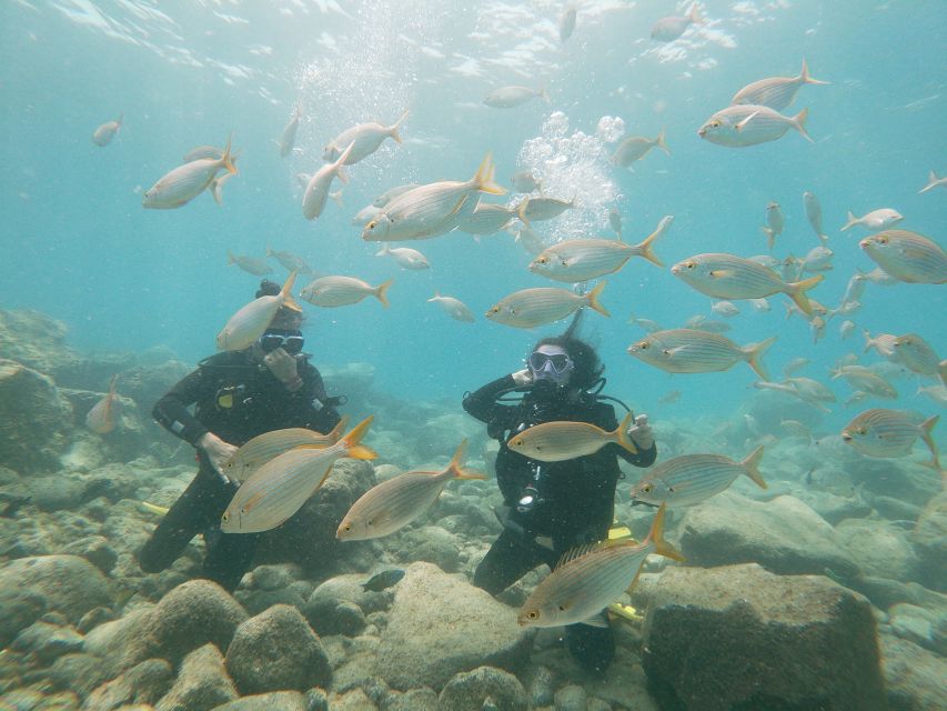 Tenerife: Costa Adeje Private Diving Lesson Experience - Looking for dolphins, marlin, and underwater rock formations