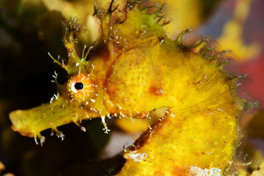 Tenerife: Discover Scuba Diving with Free Photos - Photos that come with the experience