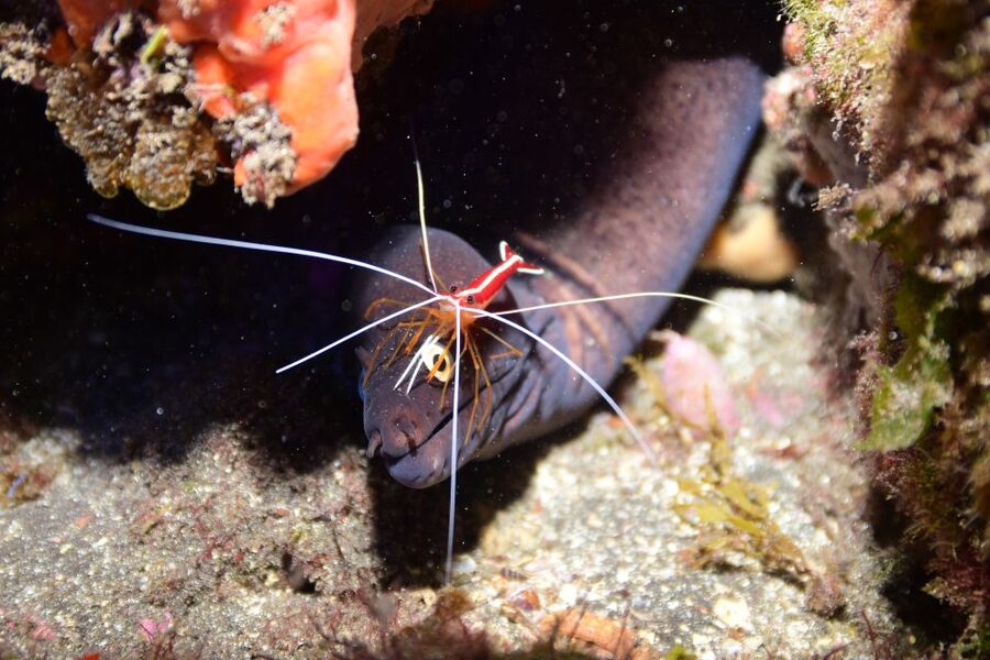 Tenerife: Discover Scuba Diving with Free Photos - Who should book this Tenerife scuba session?