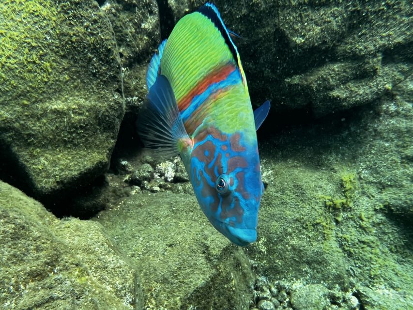 Tenerife : Diving License international in one day - Key details before you book
