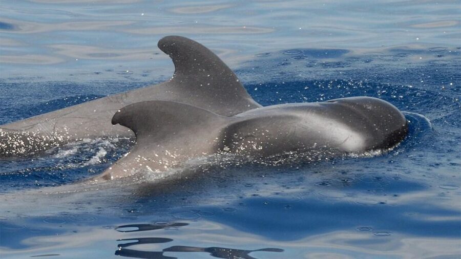 Tenerife: Eco-Yacht Whale and Dolphin Watching and Swimming - Why this short Tenerife whale-watching trip works