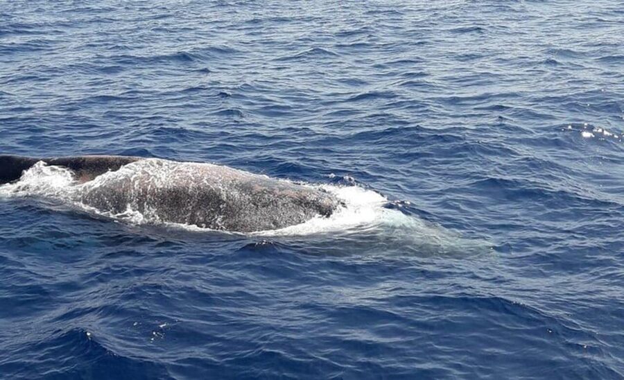 Tenerife: Eco-Yacht Whale and Dolphin Watching and Swimming - Watching pilot whales and dolphins without a chase
