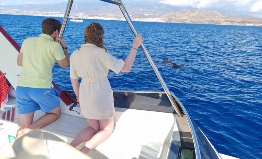 Tenerife: Eco-Yacht Whale and Dolphin Watching and Swimming - Comfort, safety, and the seasickness question