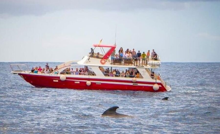 Tenerife: Eco-Yacht Whale and Dolphin Watching and Swimming - What the $13 price really buys you