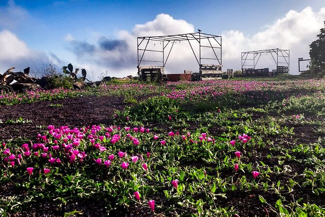 Tenerife Exclusive & Private Gastronomic, Sunset-Stargazing - What the telescope adds
