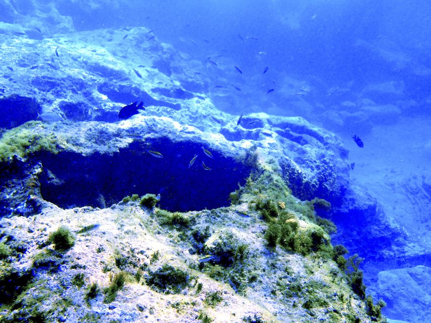 Tenerife Exclusive Snorkeling Trip with Marine Biologist - Key points to know before booking