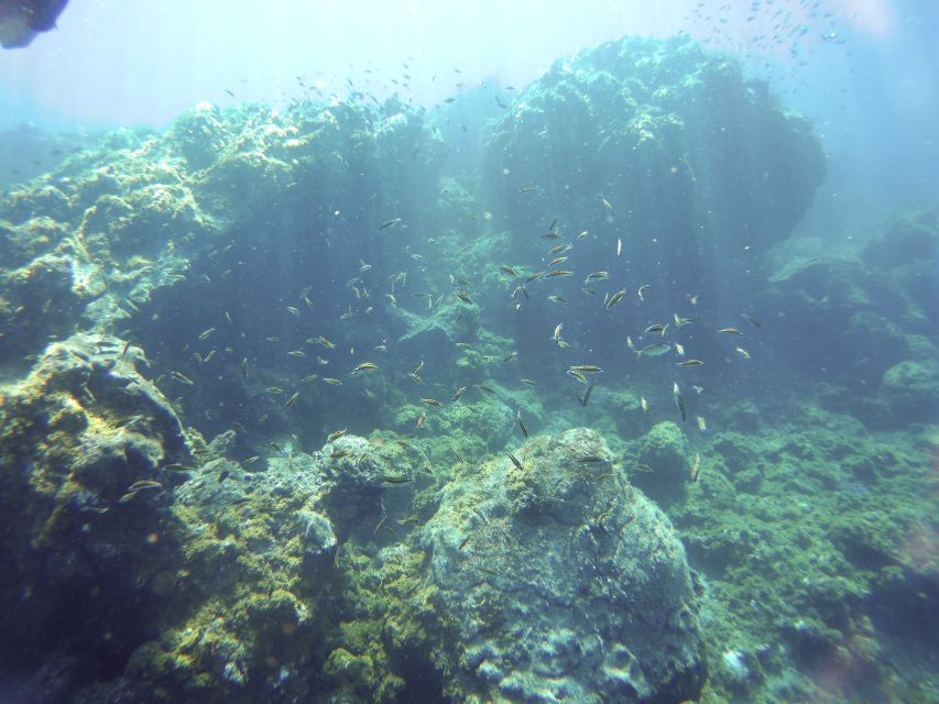 Tenerife Exclusive Snorkeling Trip with Marine Biologist - Starting at GooDiving in Golf del Sur