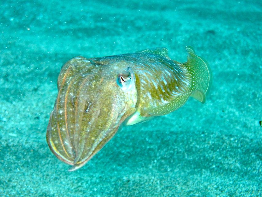 Tenerife Exclusive Snorkeling Trip with Marine Biologist - A useful break with fruit and time for questions