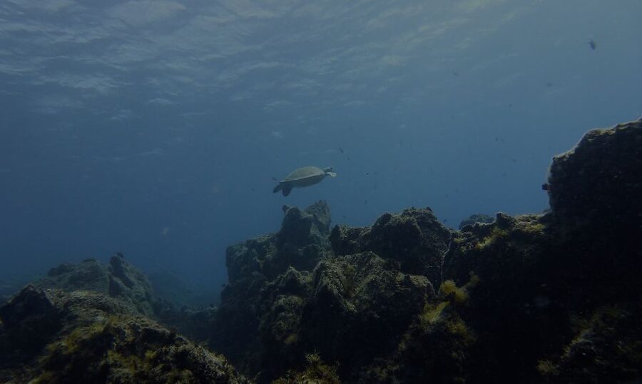 Tenerife Exclusive Snorkeling Trip with Marine Biologist - The guides and the personal touch