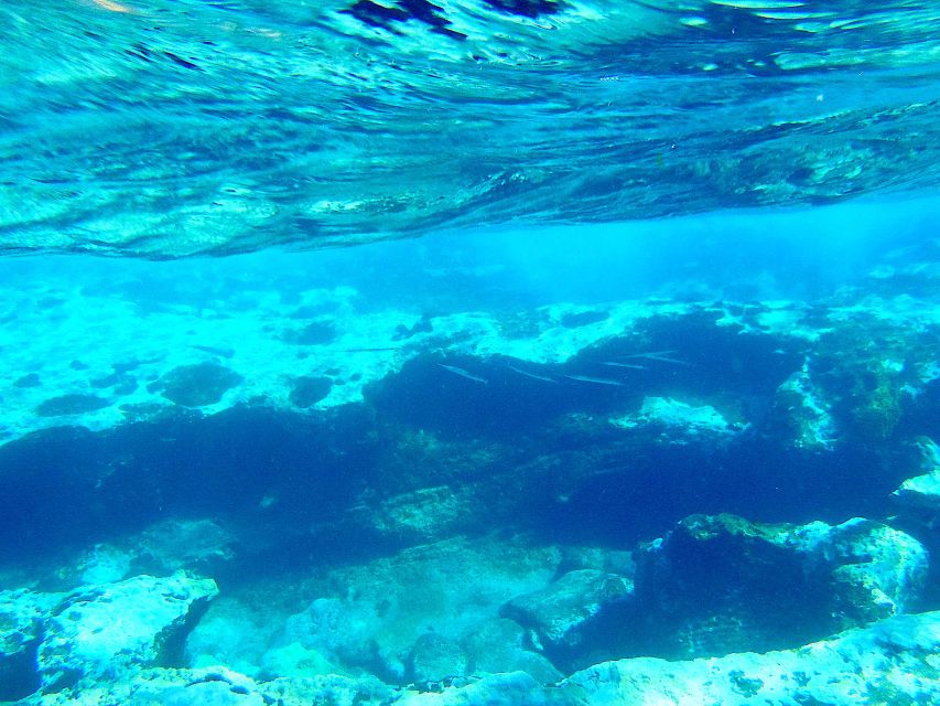 Tenerife Exclusive Snorkeling Trip with Marine Biologist - A short briefing before you enter the sea