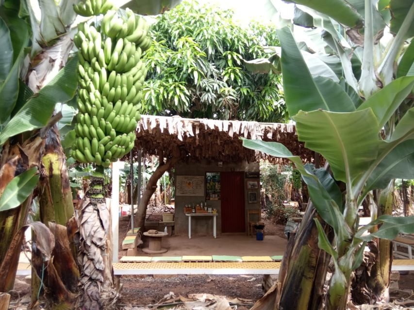 Tenerife: Finca Las Margaritas Banana Plantation Experience - Key points at a glance