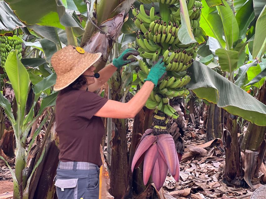 Tenerife: Finca Las Margaritas Banana Plantation Experience - Why a banana farm belongs on your Tenerife plans
