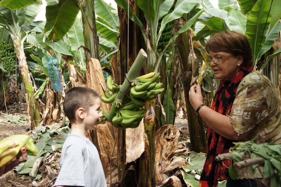 Tenerife: Finca Las Margaritas Banana Plantation Experience - The guided walk among Tenerife’s banana plants