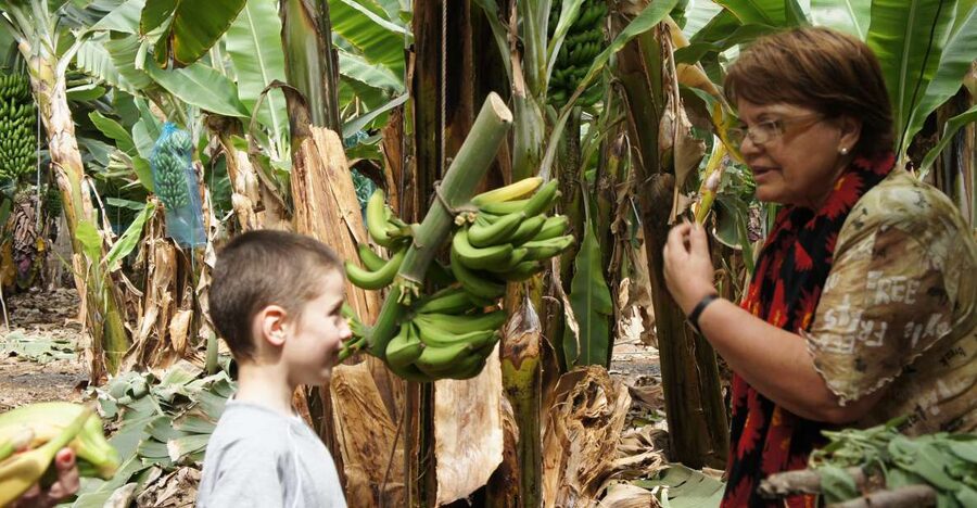 Tenerife: Finca Las Margaritas Banana Plantation Experience - Arriving at Finca Las Margaritas