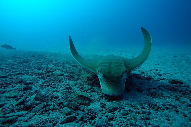 Tenerife First Time Scuba Dive – Turtle Habitat, Small Groups - Your morning at Travel Sub Dive Center