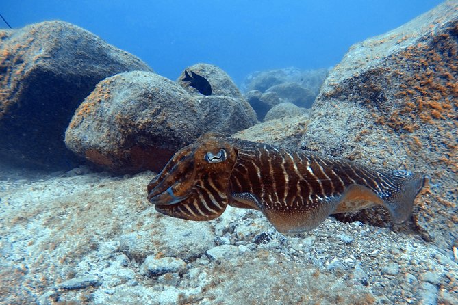 Tenerife First Time Scuba Dive – Turtle Habitat, Small Groups - The turtle habitat, with realistic expectations