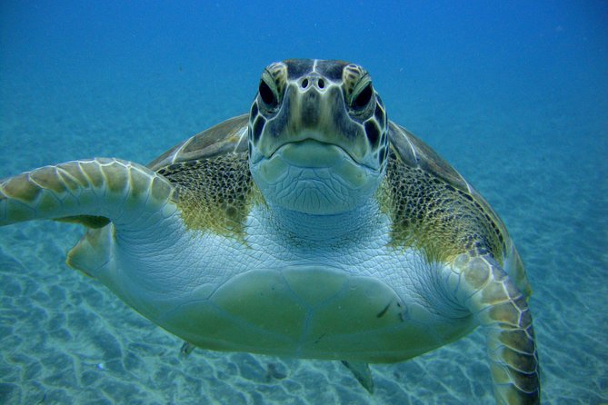 Tenerife First Time Scuba Dive – Turtle Habitat, Small Groups - What the $90.70 price really covers