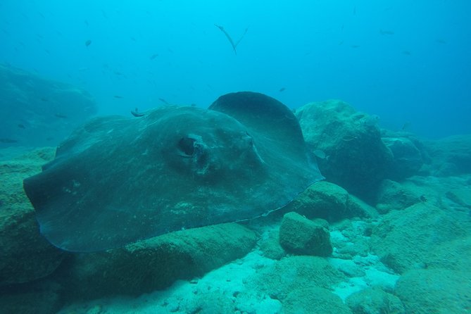 Tenerife First Time Scuba Dive – Turtle Habitat, Small Groups - Safety, age limits, and health rules