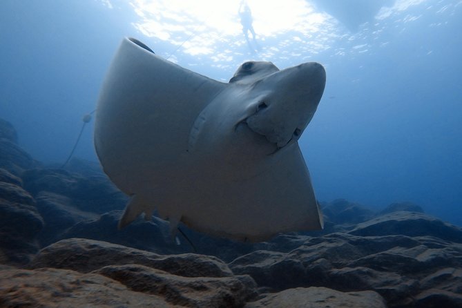 Tenerife First Time Scuba Dive – Turtle Habitat, Small Groups - The staff make the difference