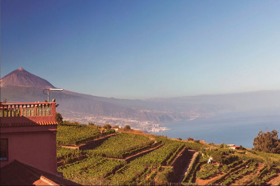 Tenerife: Full-Day Gastronomy and Wine Tour - Group size, guides, and the pace of the day