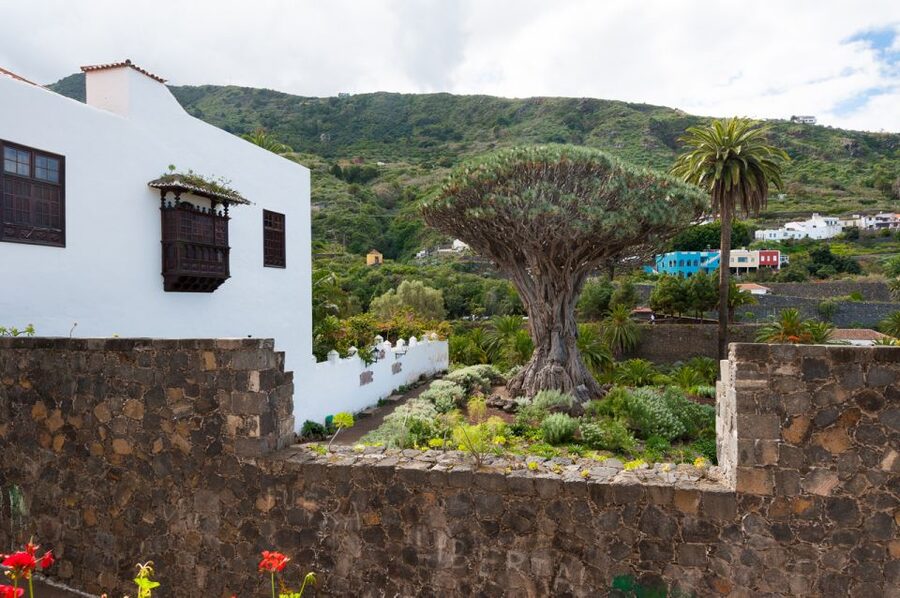 Tenerife: Full-Day Guided Island Tour - Icod de los Vinos and the Dragon Tree