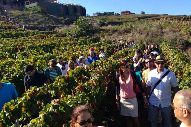 Tenerife Gastronomy Tour with Two Winery Visits and 4-Course Lunch - La Laguna: old streets before the tastings