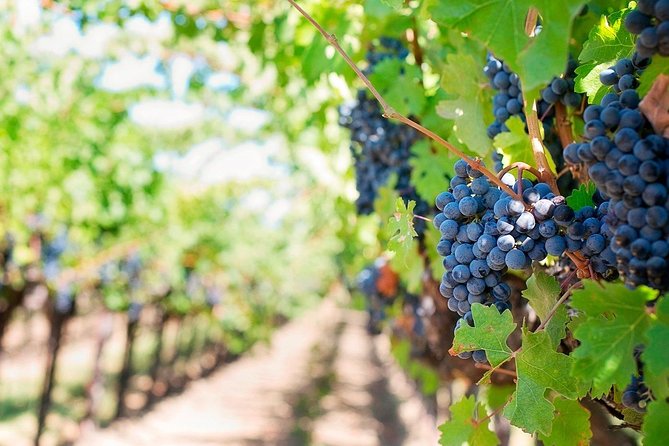 Tenerife Gastronomy Tour with Two Winery Visits and 4-Course Lunch - Casa del Vino: the clearest tasting of the day