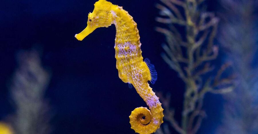 Tenerife: Gran Canaria Full-Day Guided Tour with Aquarium - Should you book the Gran Canaria day trip?