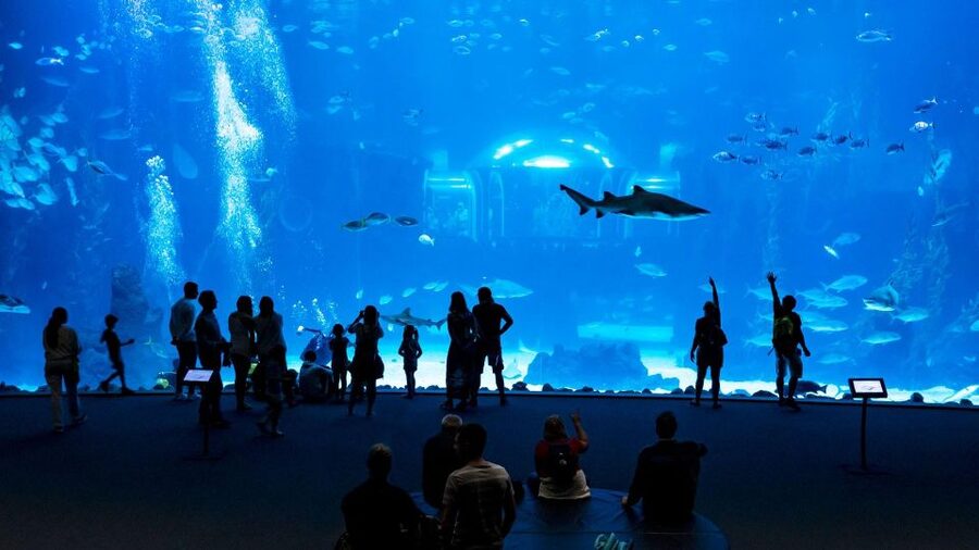 Tenerife: Gran Canaria Full-Day Guided Tour with Aquarium - Guide quality and languages