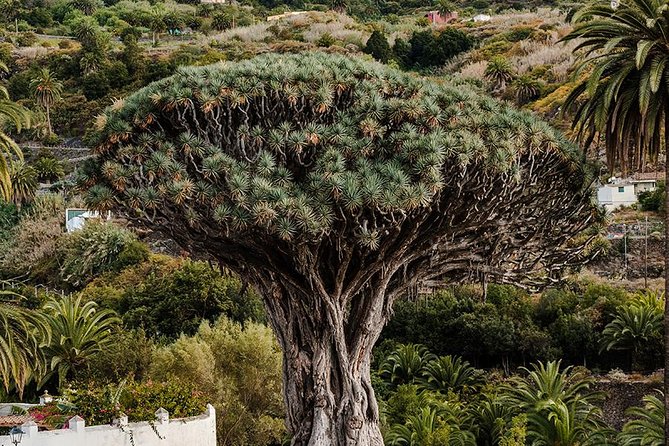 Tenerife Grand Tour: including Teide National Park and Masca - Guides, languages, and group size
