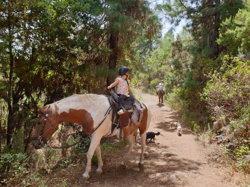 Tenerife: Guided Horseback Riding Tour to the Lomo Forest - Is $51 a fair price?