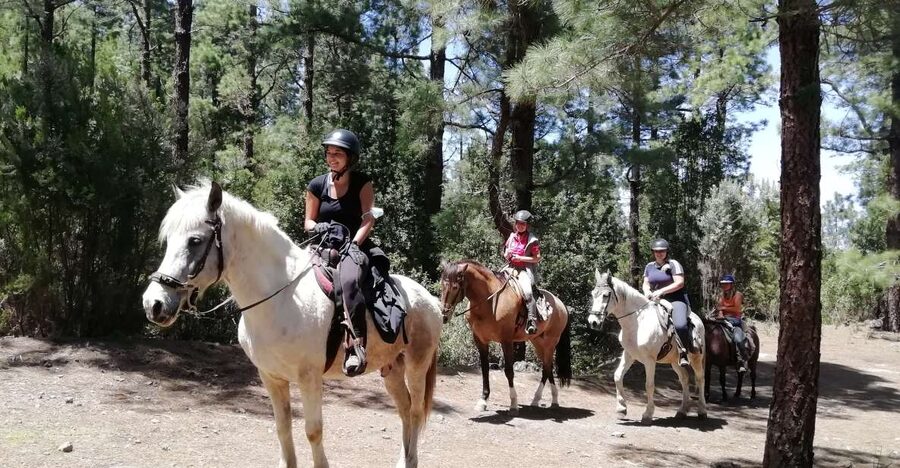Tenerife: Guided Horseback Riding Tour to the Lomo Forest - A slow introduction to horseback riding in northern Tenerife