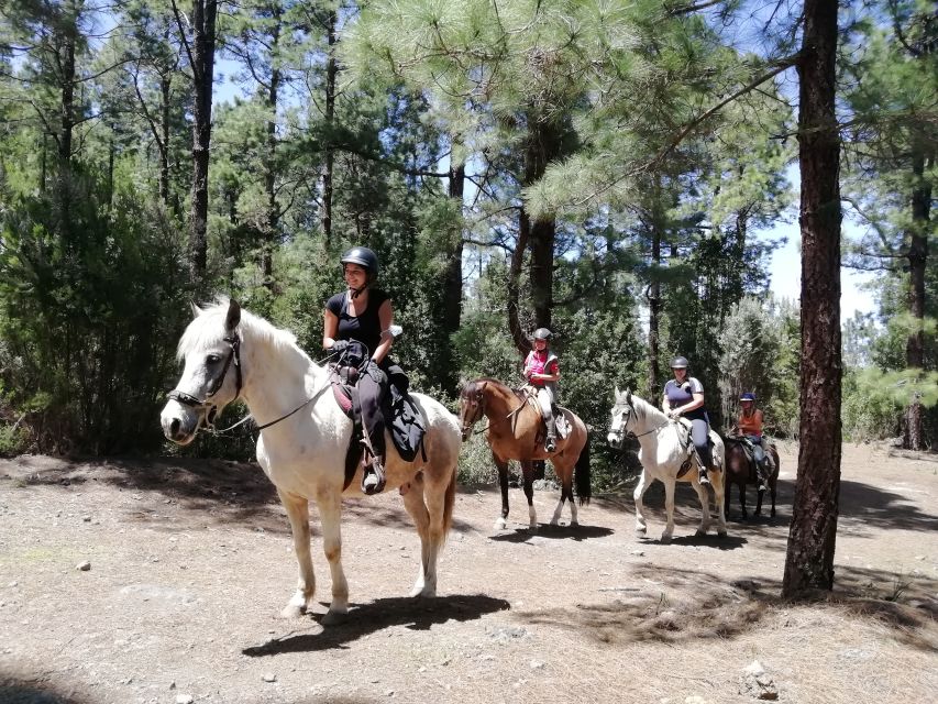 Tenerife: Guided Horseback Riding Tour to the Lomo Forest - Why beginners tend to get the most from it
