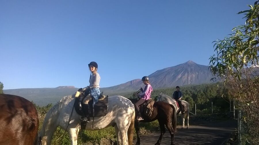 Tenerife: Guided Horseback Riding Tour to the Lomo Forest - Horses, dogs, and the feel of the stable