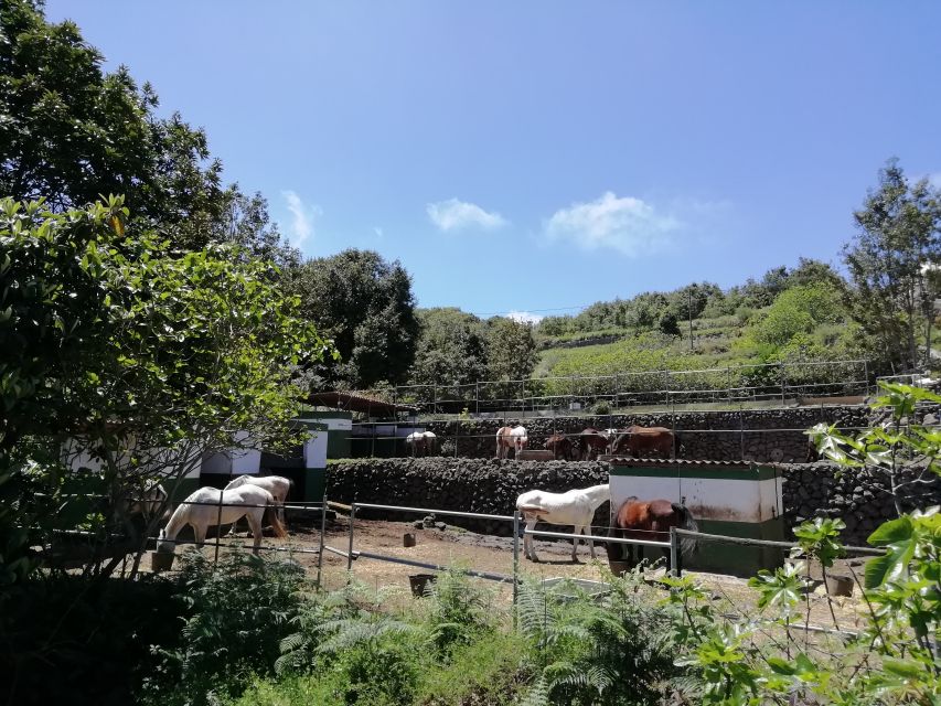Tenerife: Guided Horseback Riding Tour to the Lomo Forest - Finding the finca without a GPS mistake