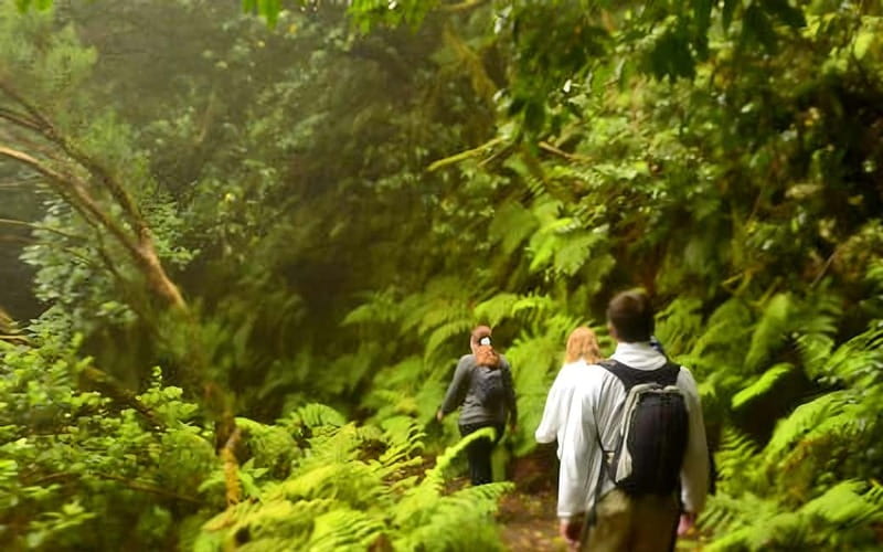 Tenerife: Guided tour guide in the Anaga Rural Park - Why Anaga’s laurel forest matters