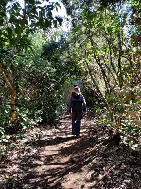 Tenerife: Guided tour guide in the Anaga Rural Park - Walking the Bosque de los Enigmas