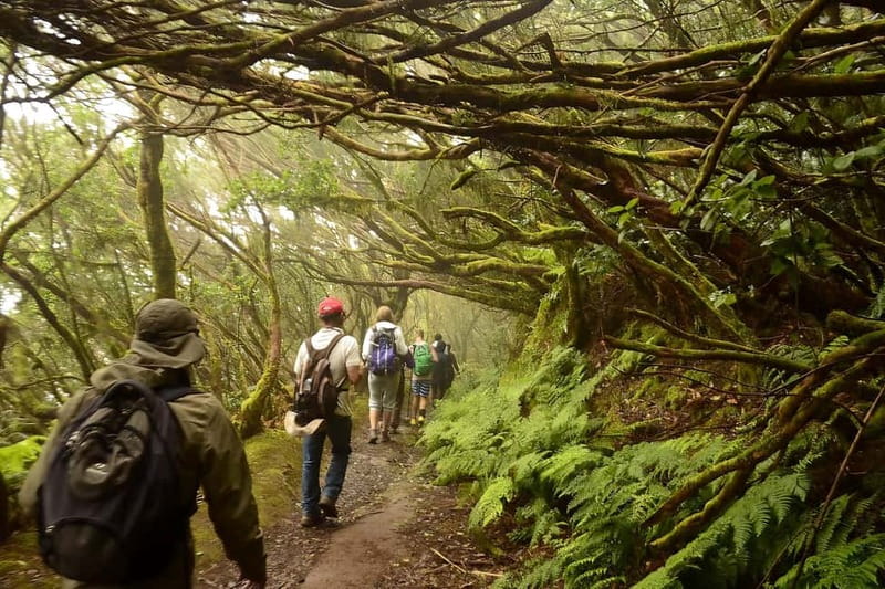 Tenerife: Guided tour guide in the Anaga Rural Park - What the guide adds to the walk
