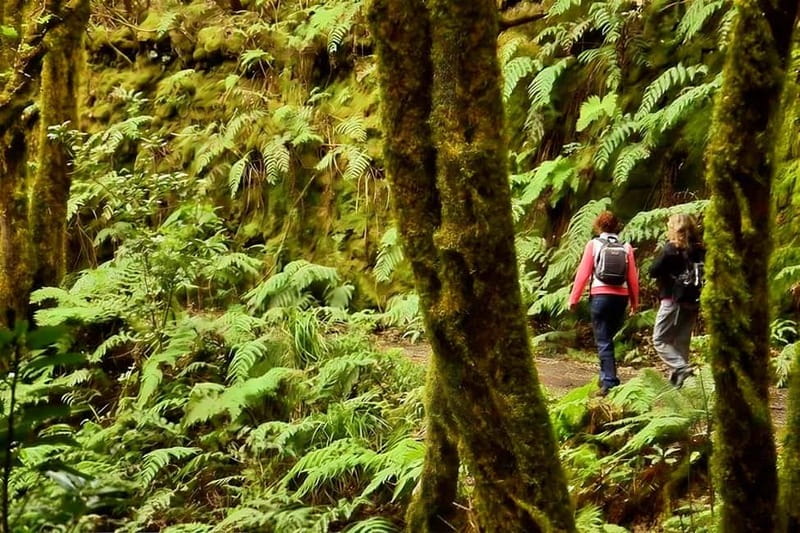 Tenerife: Guided tour guide in the Anaga Rural Park - Starting at Cruz del Carmen