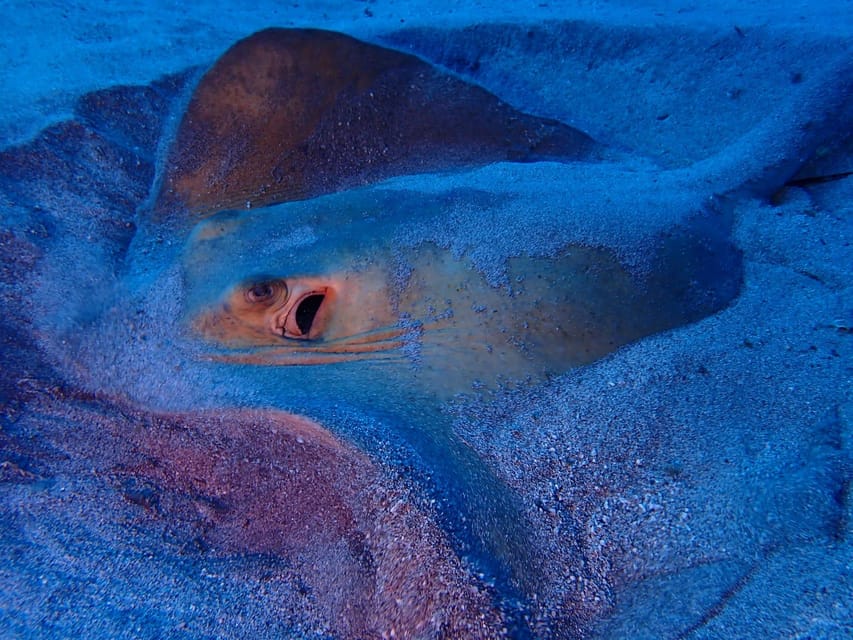 Tenerife: Half-Day Snorkeling Tour - What the $69 price really covers