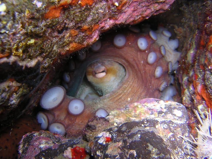 Tenerife: Half-Day Snorkeling Tour - Who will enjoy this experience most