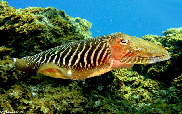 Tenerife: Half-Day Snorkeling Tour - Practical rules, comfort, and timing