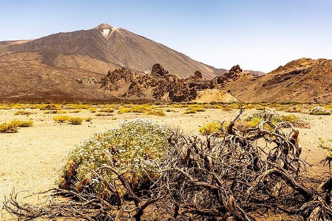 Tenerife Highlights Full-Day Tour - The guides, languages, and group feel