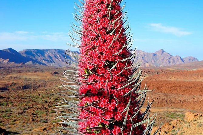 Tenerife Highlights Full-Day Tour - Teide National Park and Vilaflor
