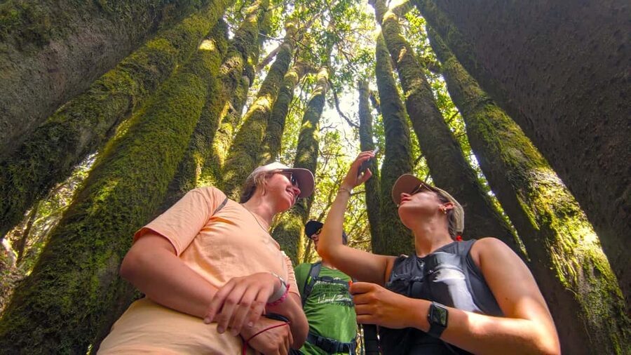 Tenerife: Hiking Tour Above Masca & Enchanted Forest - Starting in pine forest, then climbing toward the views
