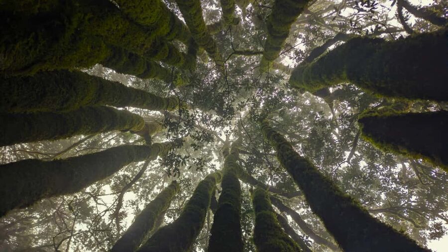 Tenerife: Hiking Tour Above Masca & Enchanted Forest - Entering the mossy laurel forest