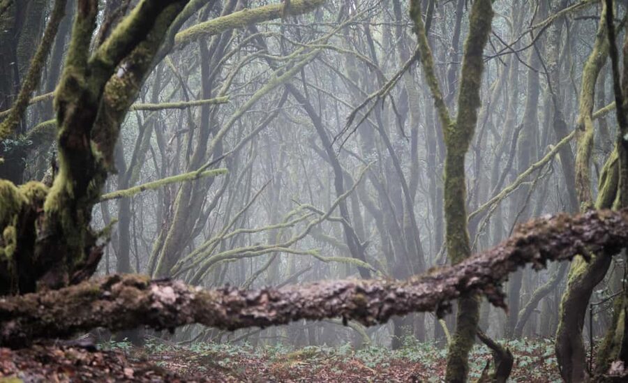 Tenerife: Hiking Tour Above Masca & Enchanted Forest - What Alex and Elena add to the outing