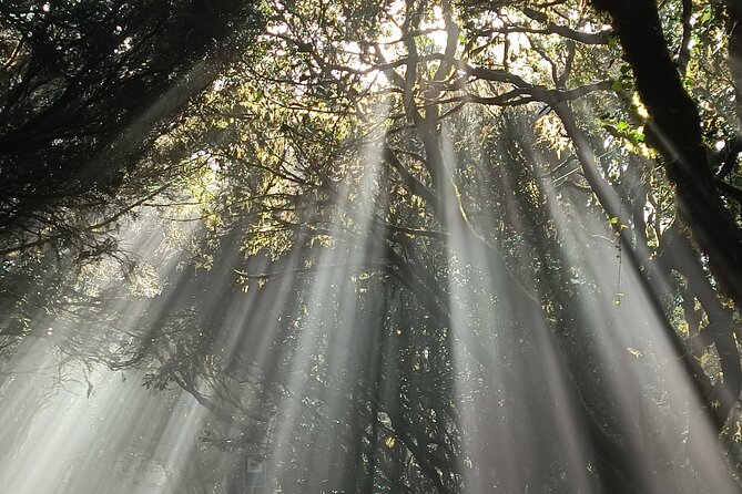 Tenerife: Hiking Tour in Anaga Mountains and Enchanted Forest - The main hike, ridges, valleys, and narrow paths